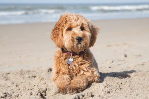Goldendoodle Labradoodle.de