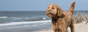 Goldendoodle Labradoodle.de