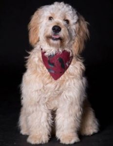 Goldendoodle Labradoodle.de