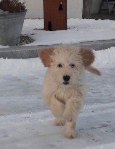 Goldendoodle Labradoodle.de