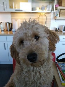 Goldendoodle Labradoodle.de