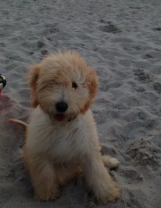Goldendoodle Labradoodle.de