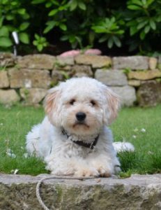Goldendoodle Labradoodle.de