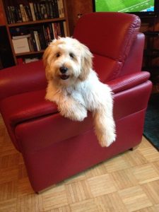 Goldendoodle Labradoodle.de