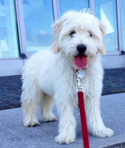 Goldendoodle Labradoodle.de