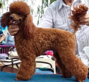 Pudel Labradoodle.de