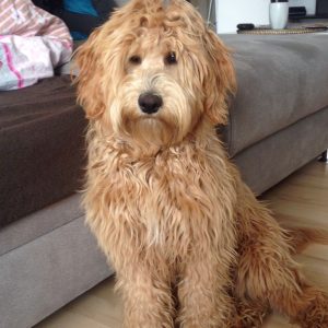 Goldendoodle Labradoodle.de