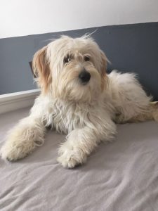Goldendoodle Labradoodle.de