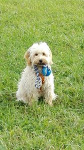 Goldendoodle Labradoodle.de
