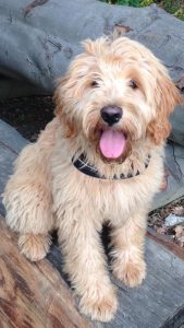 Goldendoodle Labradoodle.de