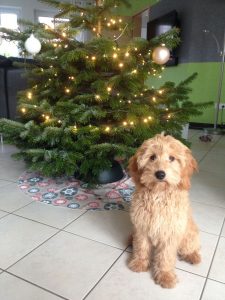 Goldendoodle Labradoodle.de