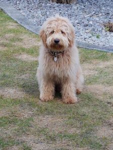Goldendoodle Labradoodle.de