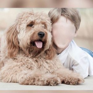 Goldendoodle Labradoodle.de