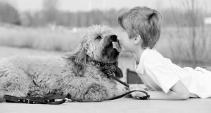 Goldendoodle Labradoodle.de