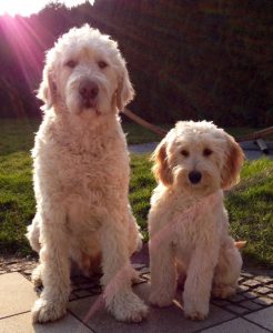Goldendoodle Labradoodle.de