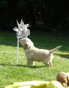 Goldendoodle Labradoodle.de