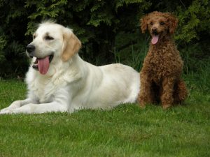 Goldendoodle Labradoodle.de