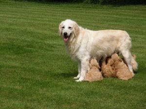 Goldendoodle Labradoodle.de