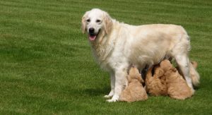 Goldendoodle Labradoodle.de