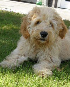 Goldendoodle Labradoodle.de