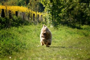 Goldendoodle Labradoodle.de