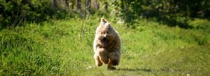 Goldendoodle Labradoodle.de