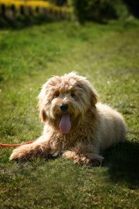 Goldendoodle Labradoodle.de