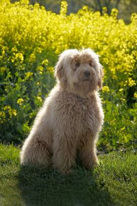 Goldendoodle Labradoodle.de