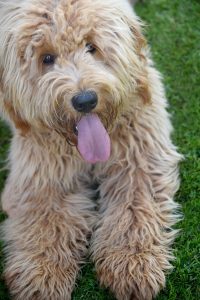 Goldendoodle Labradoodle.de