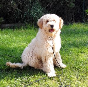 Goldendoodle Labradoodle.de