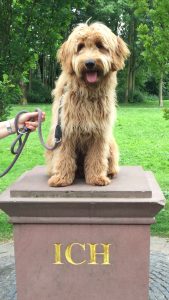 Goldendoodle Labradoodle.de