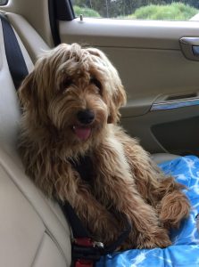 Goldendoodle Labradoodle.de