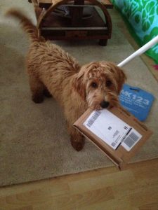 Goldendoodle Labradoodle.de