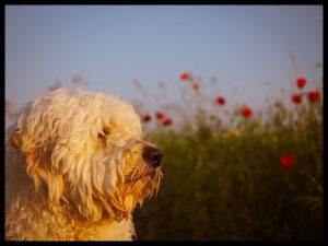 Goldendoodle Labradoodle.de