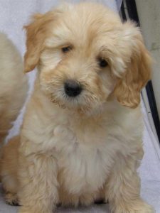 Goldendoodle Labradoodle.de