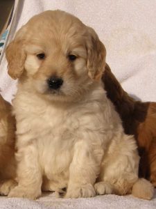 Goldendoodle Labradoodle.de