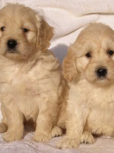 Goldendoodle Labradoodle.de