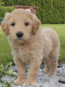Goldendoodle Labradoodle.de