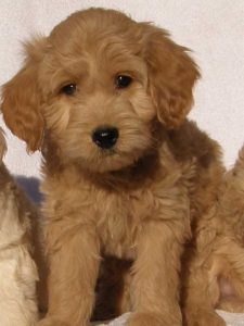 Goldendoodle Labradoodle.de
