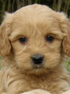 Goldendoodle Labradoodle.de