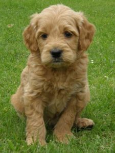 Goldendoodle Labradoodle.de