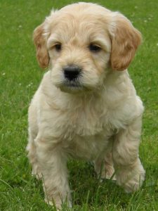Goldendoodle Labradoodle.de