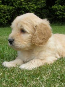 Goldendoodle Labradoodle.de