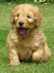 Goldendoodle Labradoodle.de