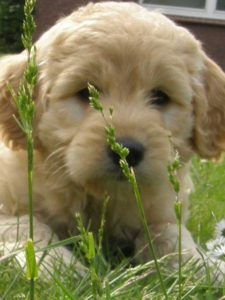Goldendoodle Labradoodle.de