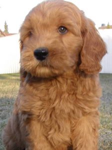 Goldendoodle Labradoodle.de