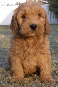 Goldendoodle Labradoodle.de
