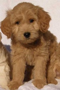 Goldendoodle Labradoodle.de