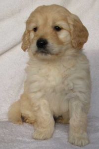 Goldendoodle Labradoodle.de