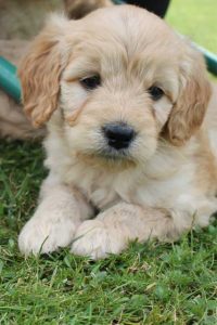 Goldendoodle Labradoodle.de